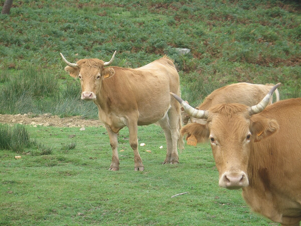 Vaches basques Betizu